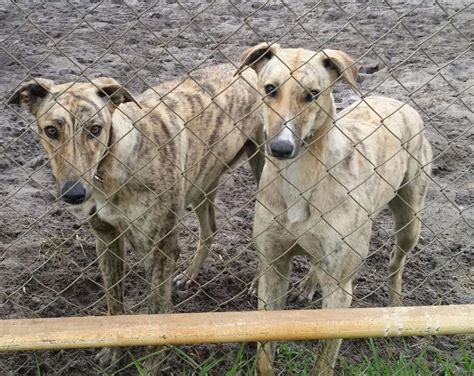 igb greyhound for sale|Greyhounds for sale.